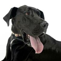 Black Great Dane portrait in a white studio background photo