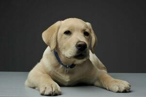 Studio shot of an adorable Labrador Retriever puppy looking curiously at the camera photo