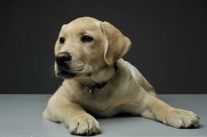 un adorable Labrador perdiguero perrito acostado en gris antecedentes foto