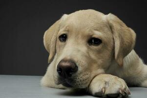 Portrait of an adorable Labrador Retriever puppy looking sadly at the camera photo