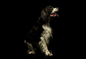 Studio shot of an adorable English Cocker Spaniel photo