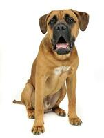 Puppy Cane Corso in white background photo studio