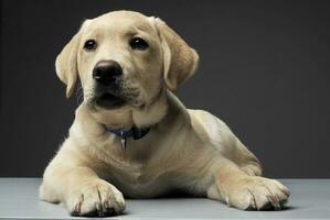 Studio shot of an adorable Labrador Retriever puppy looking curiously at the camera photo