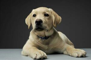 Studio shot of an adorable Labrador Retriever puppy looking curiously at the camera photo