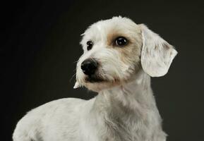 retrato de un adorable mezclado raza perro acostado y mirando curiosamente foto