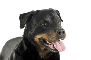 Rottweiler acostado en el blanco estudio piso foto