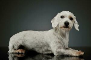 Studio shot of an adorable mixed breed dog lying and looking curiously at the camera photo