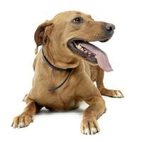 brown mixed breed dog in a white background photo