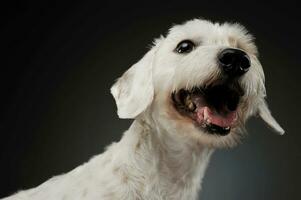 retrato de un adorable mezclado raza perro mirando satisfecho foto
