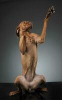 Hungarian vizsla fighting in a gray studio photo