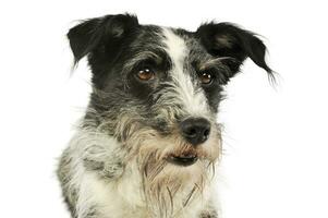 Portrait of an adorable mixed breed dog photo