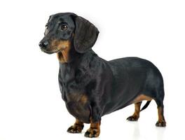 smooth hair dachshund  in white background photo studio