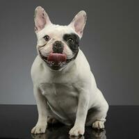 Studio shot of an adorable French bulldog photo