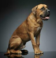 Puppy Cane Corso sitting in gray background photo studio