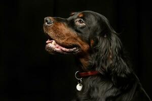 retrato de un adorable Gordon setter foto