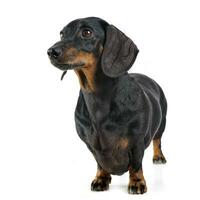 smooth hair dachshund  in white background photo studio