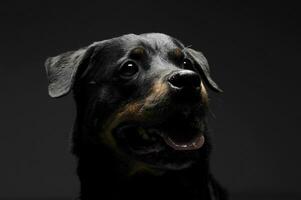 retrato de un adorable Rottweiler perrito mirando curiosamente foto