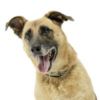 brown mixed breed dog in a white studio photo