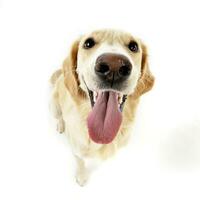 Studio shot of an adorable Golden retriever puppy photo