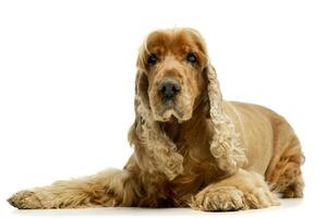 Studio shot of an adorable English Cocker Spaniel photo