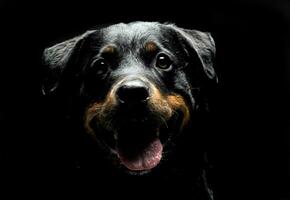 Rottweiler portrait in the balck photo studio