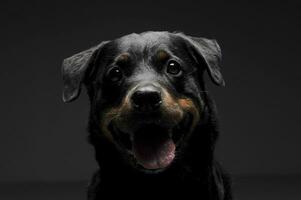 retrato de un adorable Rottweiler perrito mirando curiosamente a el cámara foto