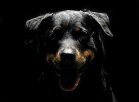 Rottweiler retrato en el negro foto estudio