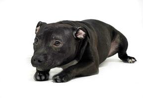 Puppy Staffordshire Bull Terrier in a white studio photo