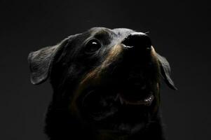 Portrait of an adorable Rottweiler puppy looking up curiously photo