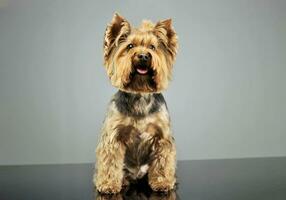 Studio shot of and adorable Yorkshire Terrier photo