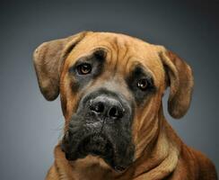 Puppy Cane Corso in gray background photo studio