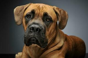 Puppy Cane Corso in gray background photo studio