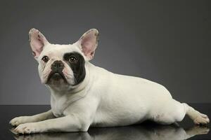 estudio Disparo de un adorable francés buldog foto