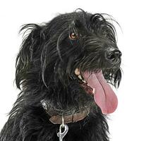 Mixed breed black wired hair dog portre in white studio photo