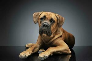 perrito caña corso en gris antecedentes foto estudio