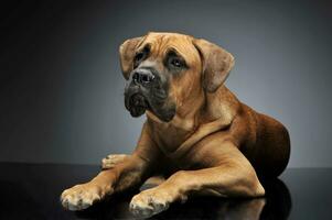 perrito caña corso en gris antecedentes foto estudio