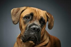 Puppy Cane Corso in gray background photo studio