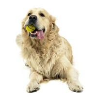 Sweet Golden Retriever in a white studio background holding ball in his mouth photo