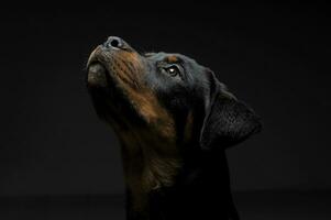 retrato de un adorable Rottweiler perrito mirando arriba curiosamente foto