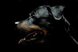 Rottweiler portrait in the balck photo studio