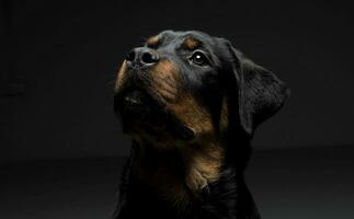 retrato de un adorable Rottweiler perrito mirando arriba curiosamente foto