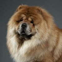 Chow chow in a gray photo studio