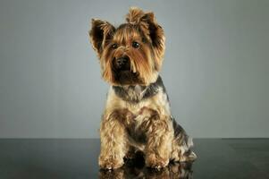 Studio shot of and adorable Yorkshire Terrier photo