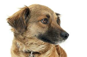 Mixed breed brown dog portre in white studio photo