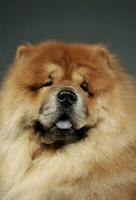 Portrait of an adorable chow chow looking curiously at the camera photo