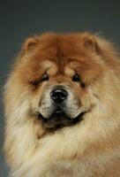 Portrait of an adorable chow chow looking curiously at the camera photo