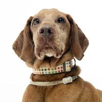 Old hungarian vizsla in a white photo studio