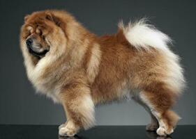 Chow chow in a gray photo studio