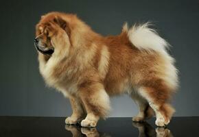 Studio shot of an adorable chow chow standing and looking curiously photo