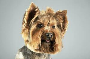 Yorkshire terrier in a grey photo studio